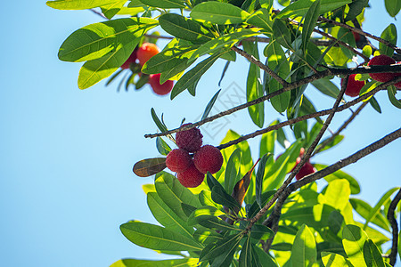 夏季水果杨梅图片