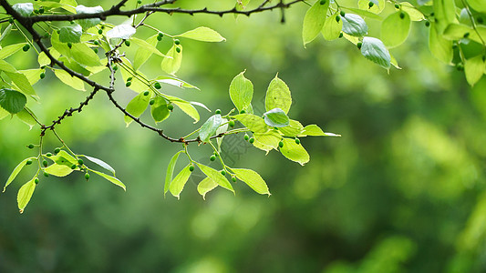 江南园林亭林园夏日风光图片