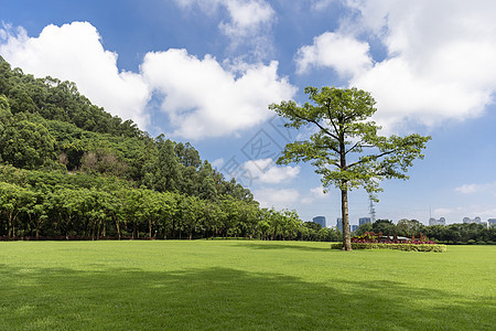 夏天蓝色绿化城市公园草地图片