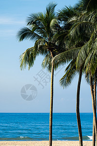 夏天阳光下海边的椰树图片