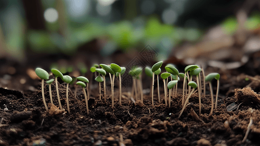 微小的豆芽在土壤中图片