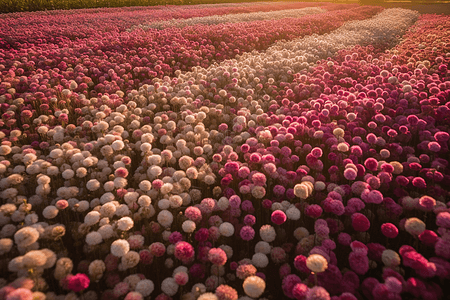 漂亮花朵图片