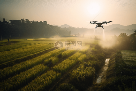 在稻田上喷洒农药的无人机图片