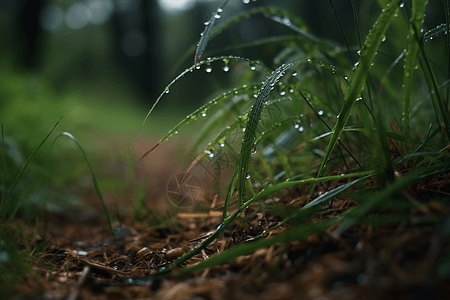 草地草丛小草雨后的地面背景