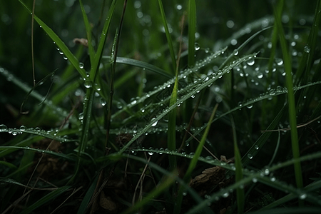 雨后小草小草上的水滴背景