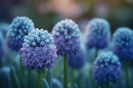 花园里的风信子背景图片