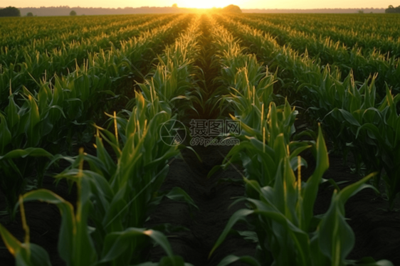 阳光下的一大片转基因玉米田图片