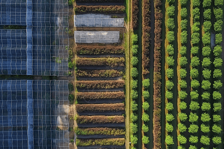 太阳能农场里的植物和成排的太阳能电池板图片