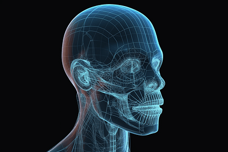 人的解剖结构的3D图片