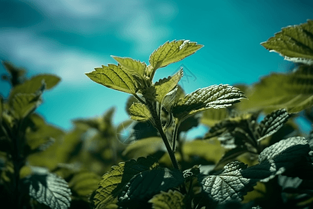 新鲜的薄荷叶图片