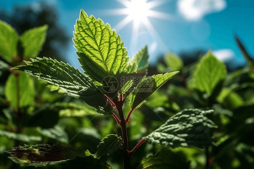 发光的薄荷叶图片