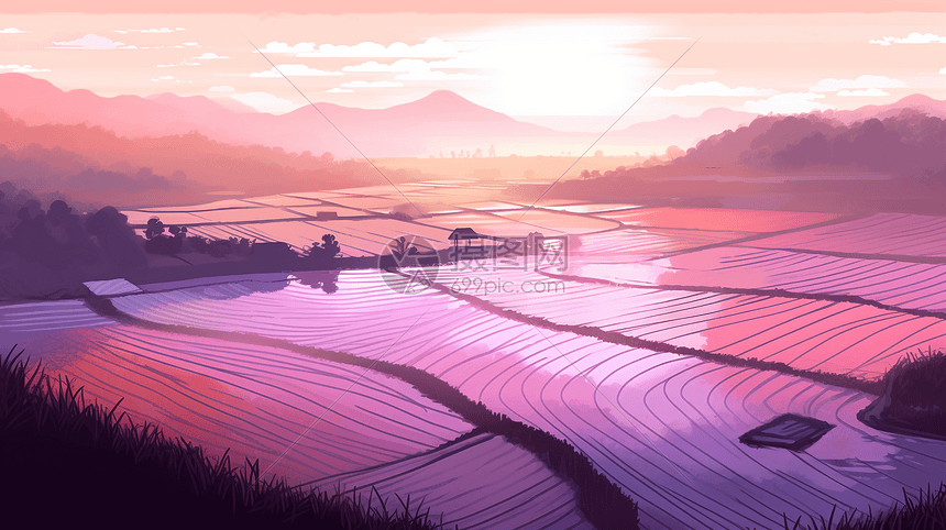 黎明时的水稻图片