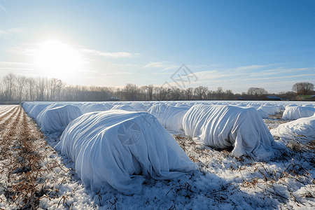 寒冷天气下被覆盖的庄稼图片