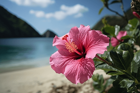 沙滩旁的芙蓉花图片