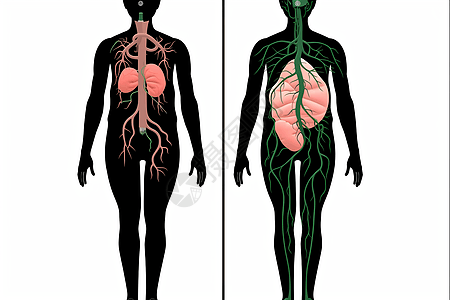人体淋巴系统背景图片