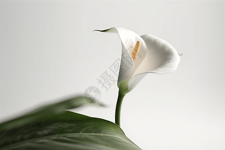单茎马蹄莲白色马蹄莲高清图片