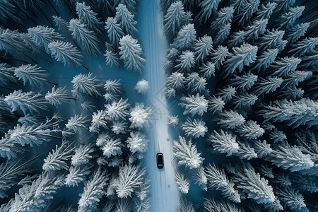 森林道路图片