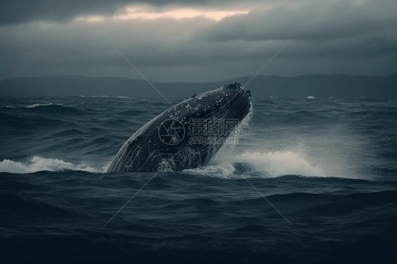 大海里的座头鲸图片