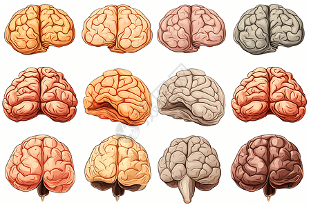 不同风格的大脑特写插画图片