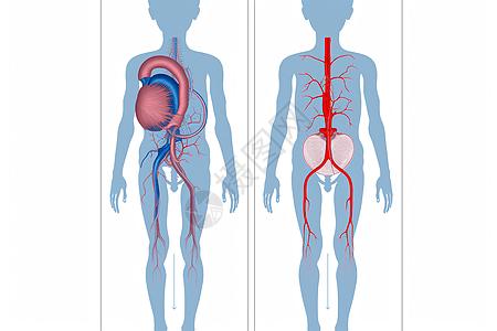 内脏循环系统图片
