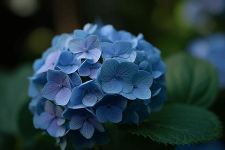 花园里的蓝色绣球花图片