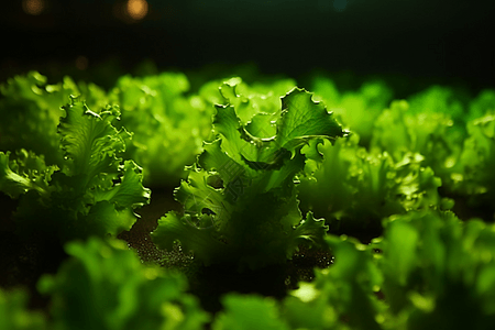 水培农业背景图片