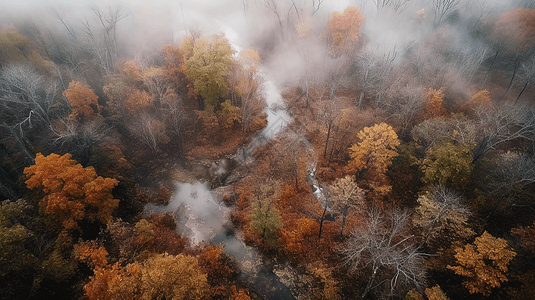 薄雾笼罩的森林图片