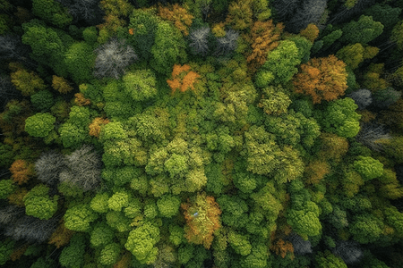 繁茂的树林图片