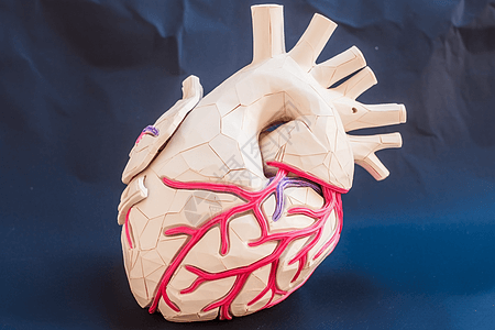 医学心脏剖析图片