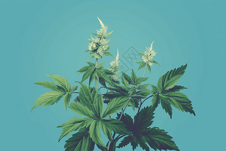 植物绞股蓝的平面插画图片