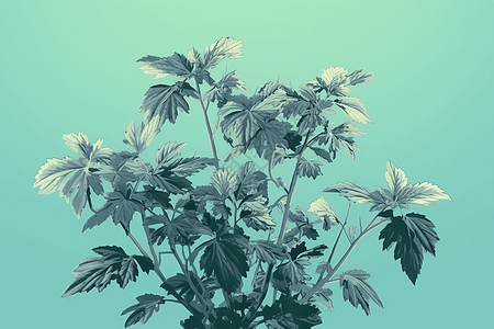 植物绞股蓝的插画图片