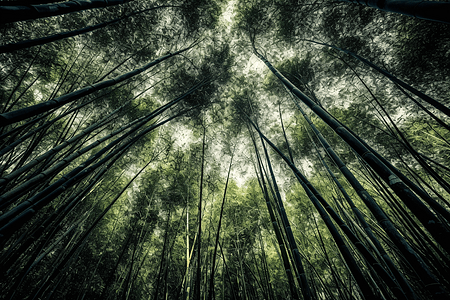 茂密的竹林背景图片