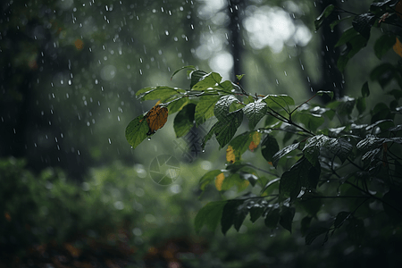 树林下起倾盆大雨图片