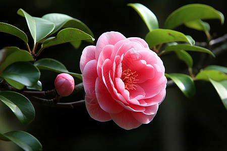 树上的粉红色山茶花图片