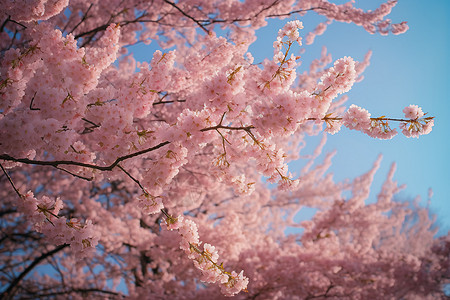 春天公园的樱花图片