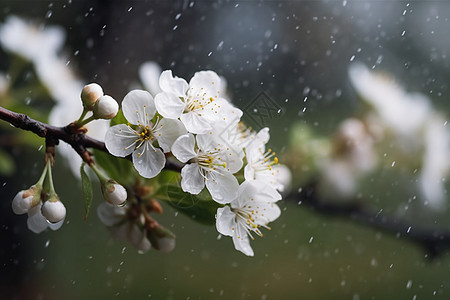 春雨中的樱花图片