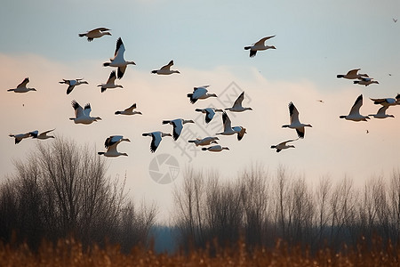 鸟类春季迁徙过程高清图片