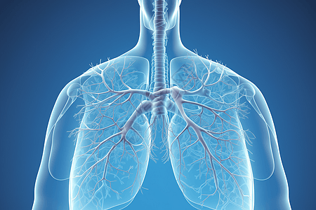 人体肺部图片