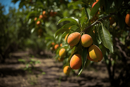 芒果种植园特写图图片