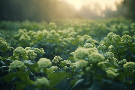 菜地花椰菜植物种植图片