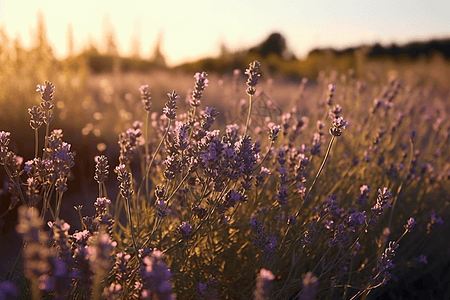 薰衣草庄园图片