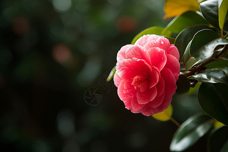 粉色山茶花背景图片