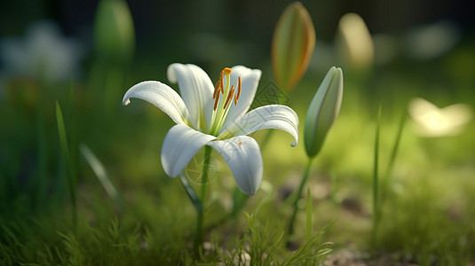 百合花花束娇嫩的百合花设计图片