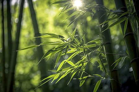 竹子露珠大自然的竹子背景