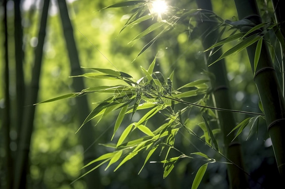 大自然的竹子图片