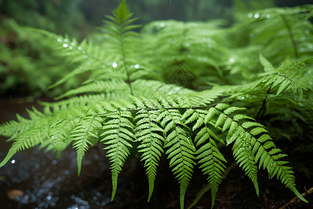 潮湿森林中的蕨类植物图片