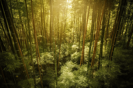 竹林鸟瞰图背景图片