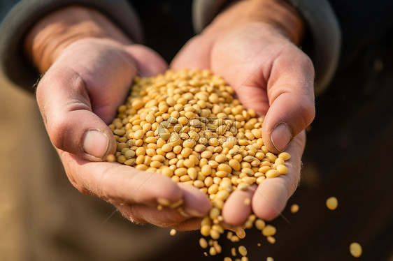 农民手中的成熟大豆种子图片