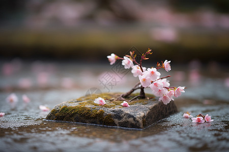 花园中精致的樱花图片