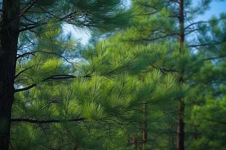 春季绿色松树图片